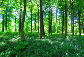 woodland showing sunlight through the tree canopy and filtering onto the woodland floor which is covered with green foliage