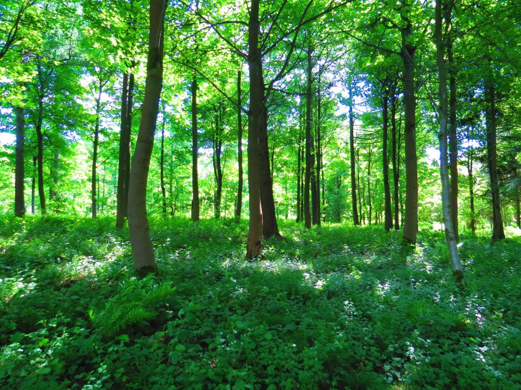 woodland showing sunlight through the tree canopy and filtering onto the woodland floor which is covered with green foliage